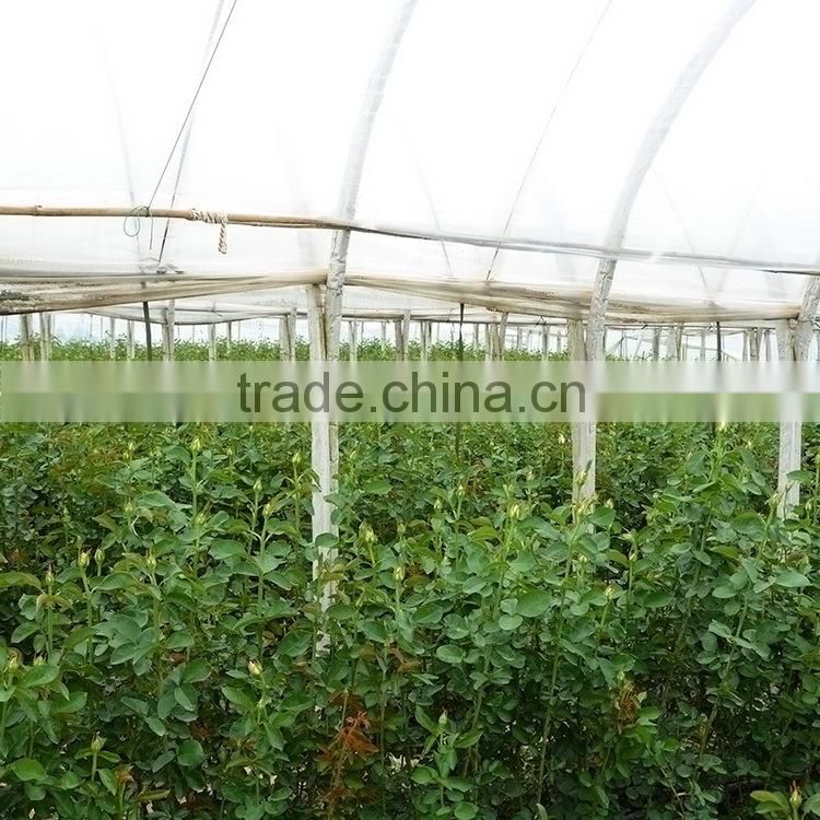 Fresh color unique flower gift gypsophila