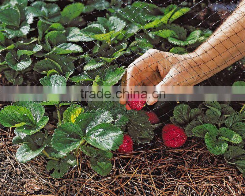 Agricultural netting anti bird net with 2 inch holes/extruded garden anti bird net/fruit cover bird screen mesh