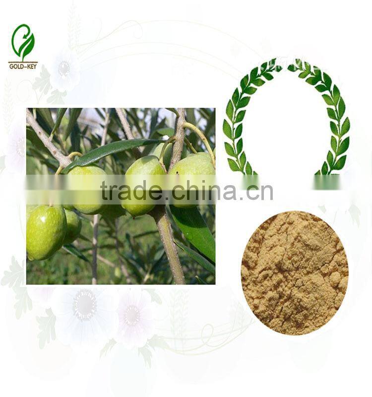 Hot Selling Olive Leaf Extract in Herbal Extract