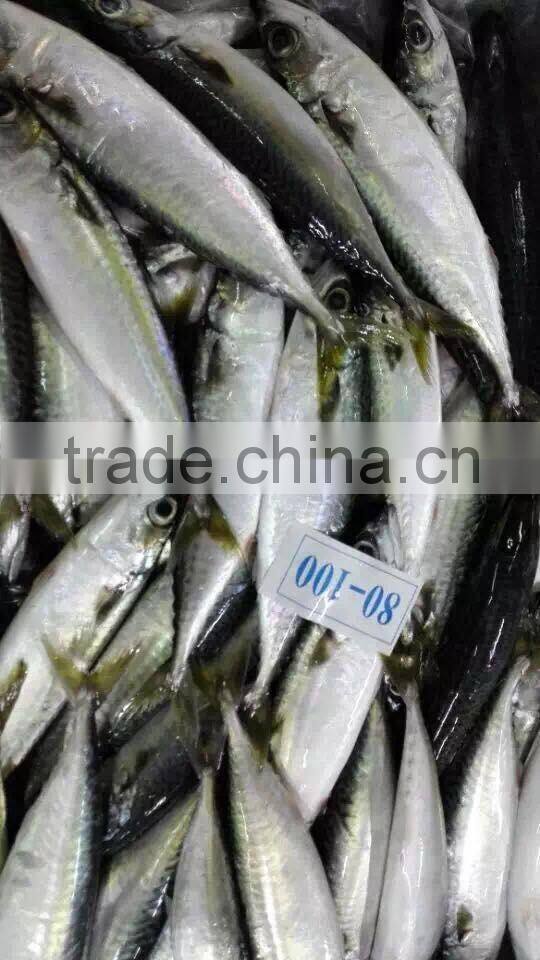 Good Quality Frozen Pacific Mackerel Fish for sale