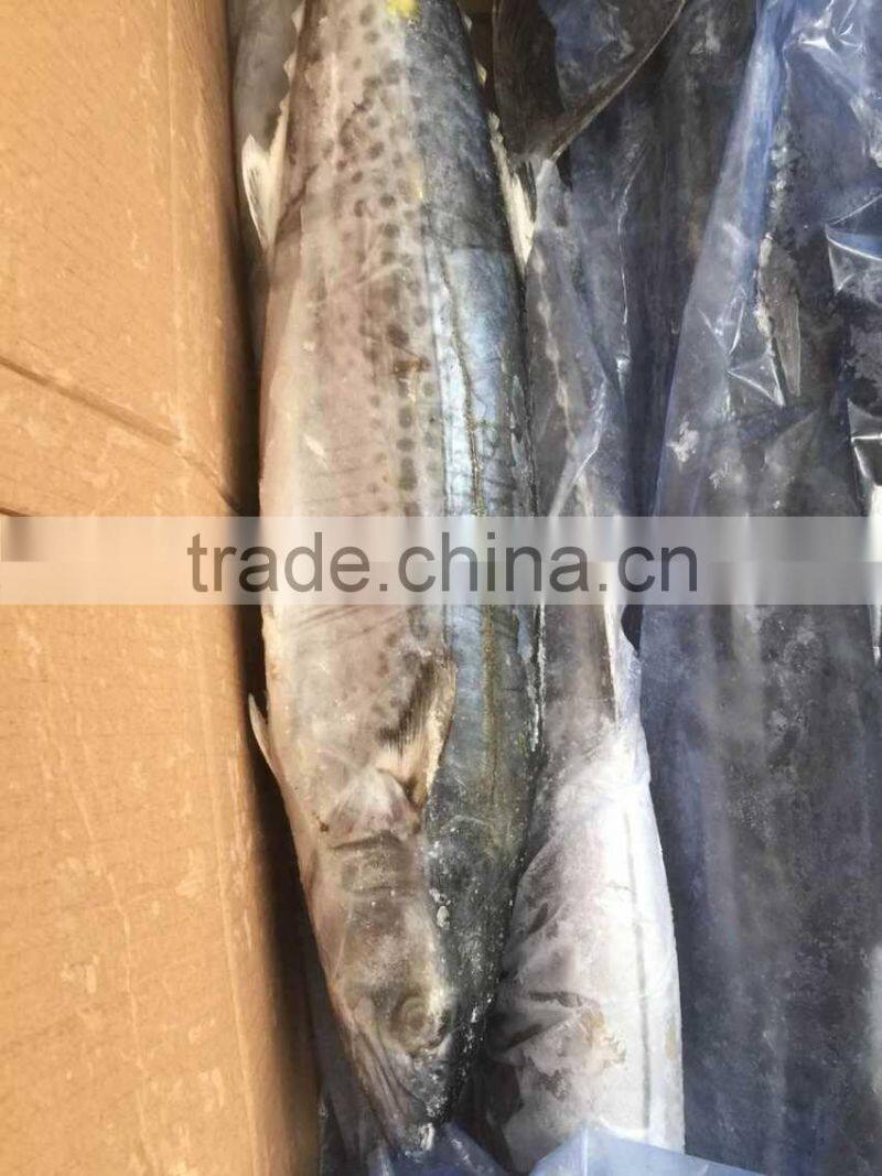 Wholesale Whole Round Spanish Mackerel Fish On Sale