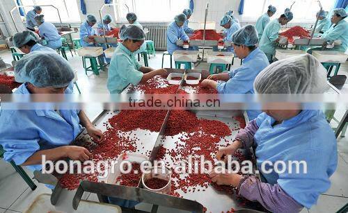 2013 new crop nutrition & regimen dried goji berry good for people