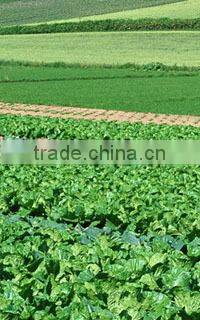 Natural Zeolite Powder, 100 mesh for agriculture