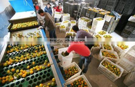 Fruit Vegetbale Apple Orange Grading Machine Sorter Grader Waxing Production Line