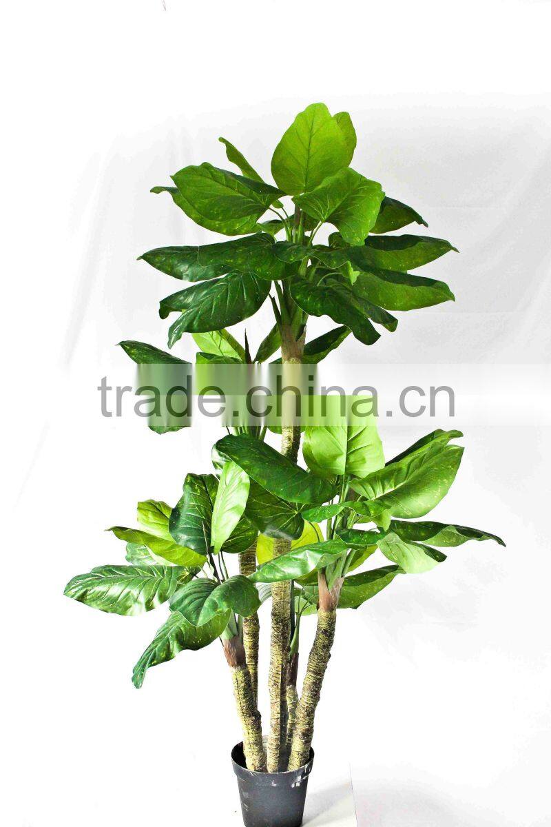 Wholesale indoor use bonsai
