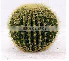indoor & outdoor decoration artificial ball cactus