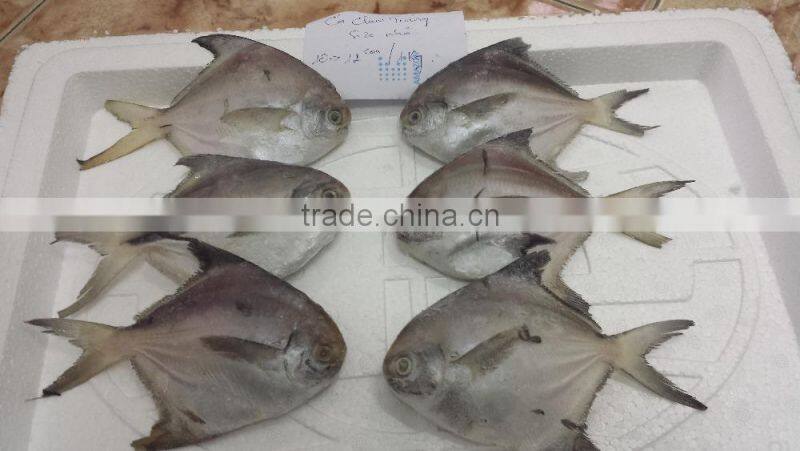 Forzen Silver Pomfret/ Seafish/ Pomfret/ Farm Black Pomfret/ Caught Black Pomfret