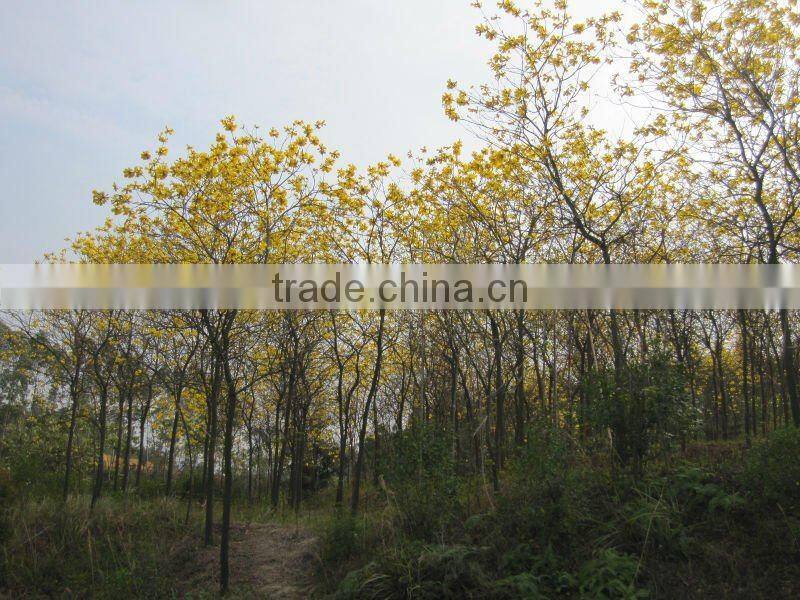 Tabebuia chrysantha yellow flower tropical trees