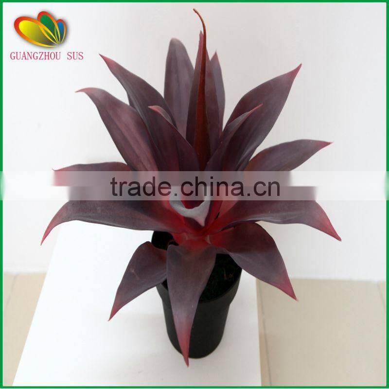 wholesale high quality cheap mini yucca plant bonsai tree for sale