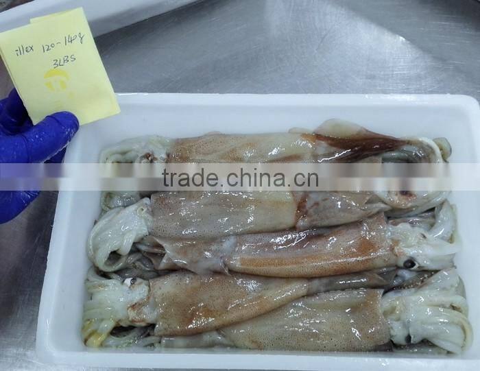 Frozen Squid illex whole round