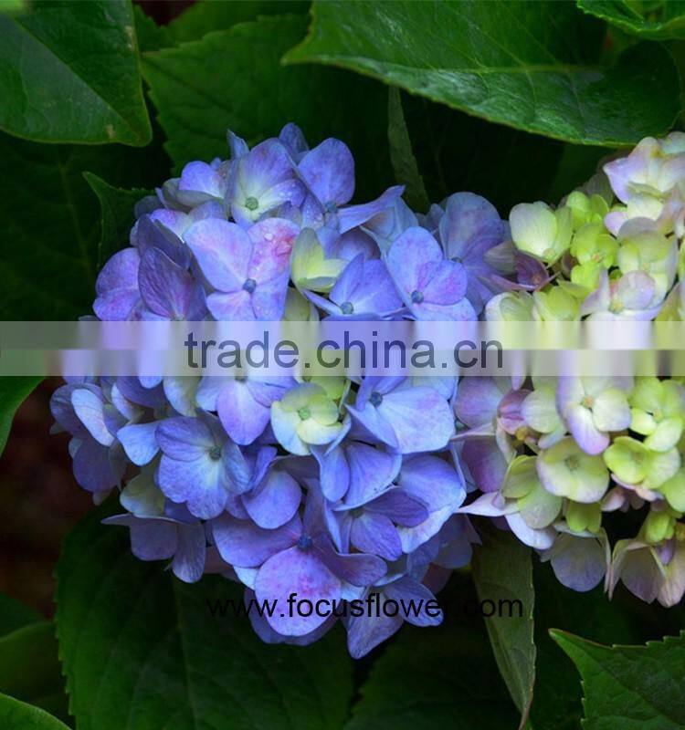 Beauty High Quality Hydrangea Fresh Flower Global Distribution