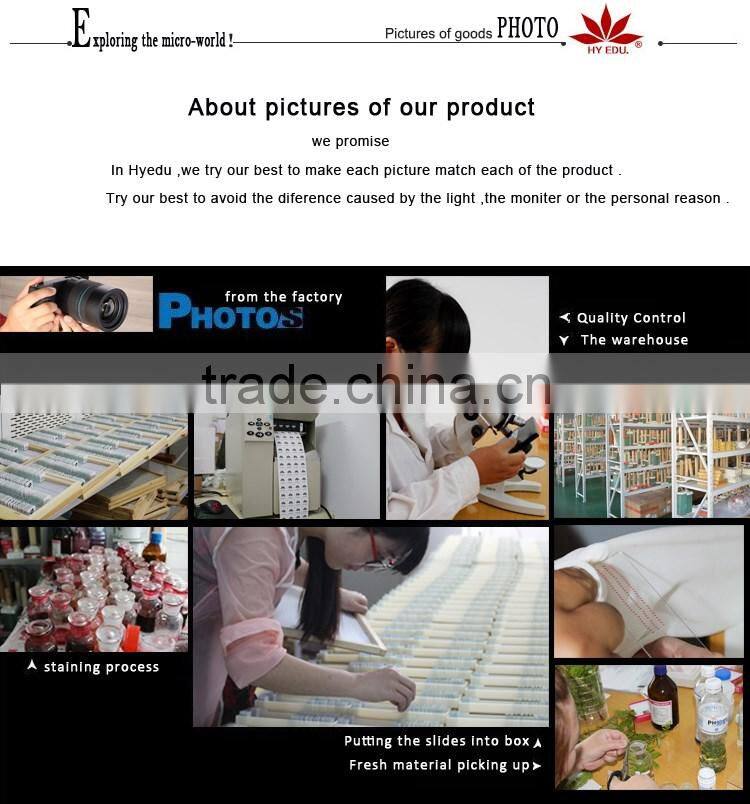 Direct factory individual bacteria microbiology prepared microscope slides