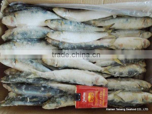 Frozen Canned Sardines Fish