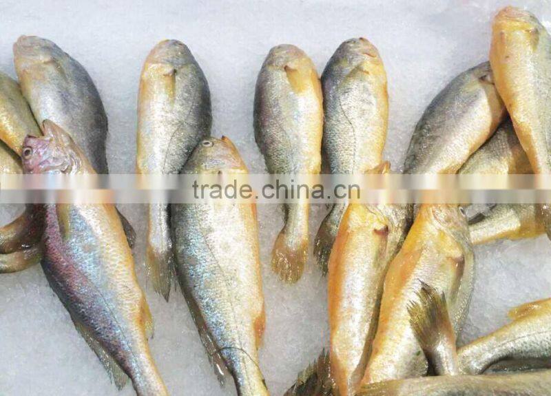 Frozen Yellow Croaker Export to USA