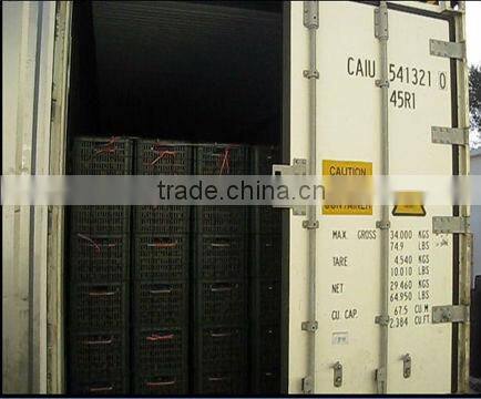 dandong city chestnuts jinhua species