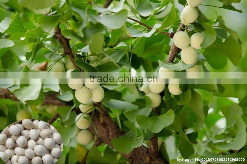 High Quality Ginkgo biloba seed for sowing