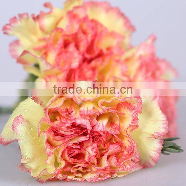 low price fresh carnation flower for wholesale