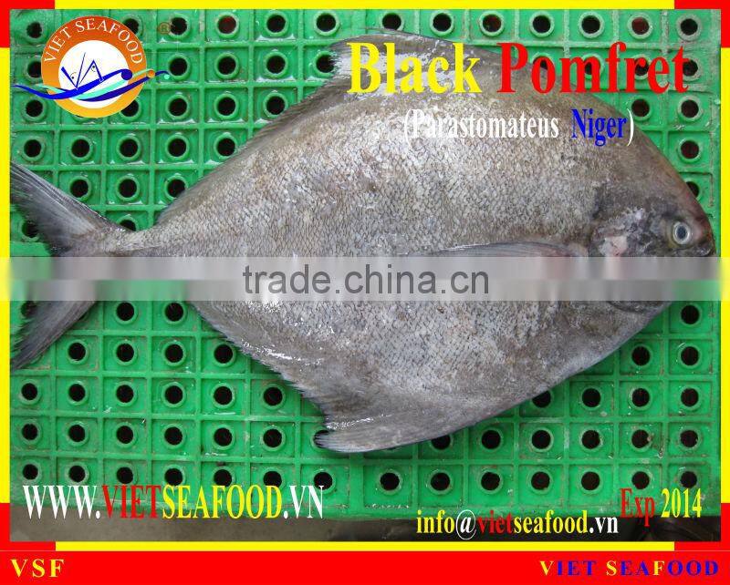 W/R FROZEN BLACK POMFRET