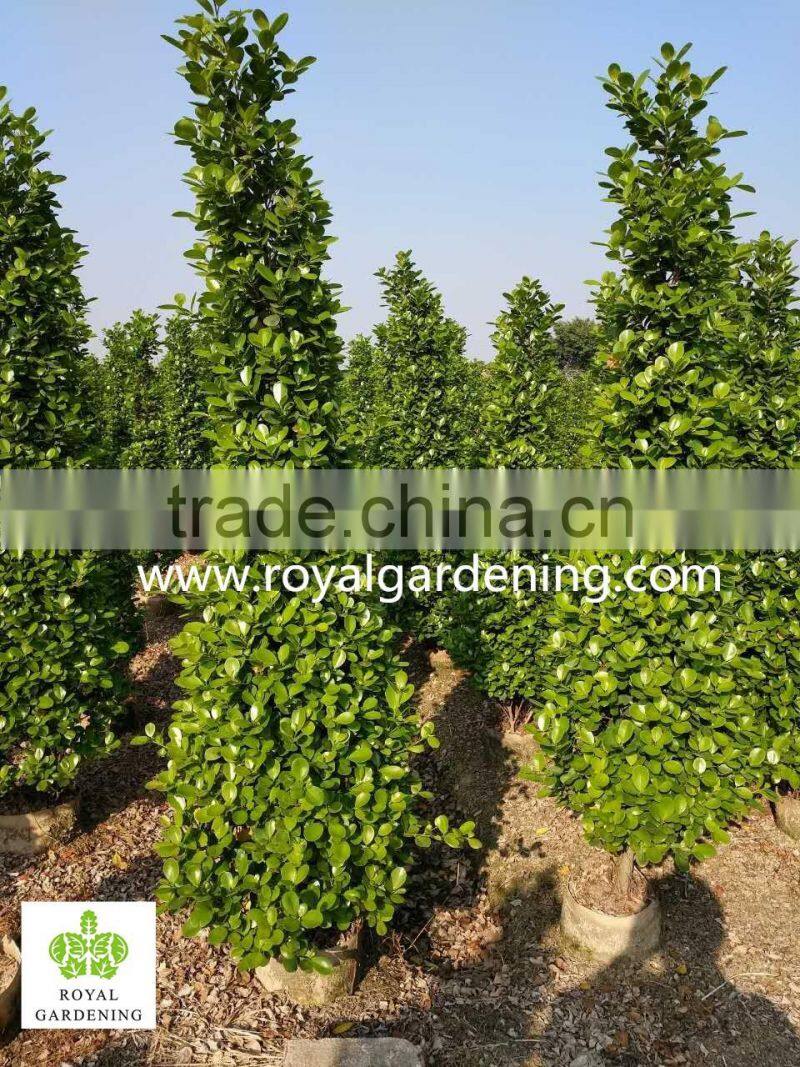 Ficus panda christmas tree ( cone shape)