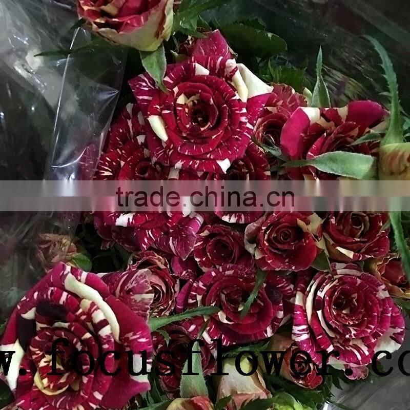 hot selling black roses sale High Quality Fresh Cut Flower spray rose Meteor shower for banquets factory prize supply