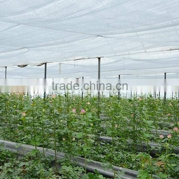 Colorful sprayed rose high quality fresh cut rose flower