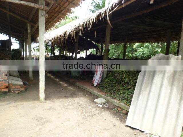 DRIED BETEL NUT (export.vilaconic(at))