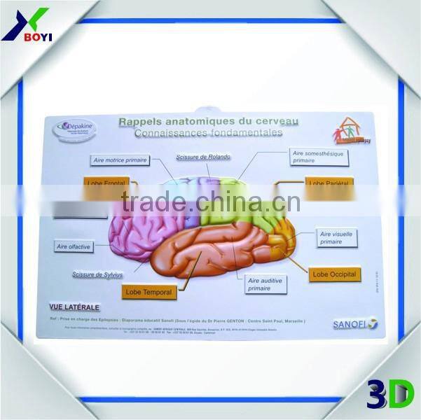 plastic embossed 3d medical poster/anatomical chart (teeth)