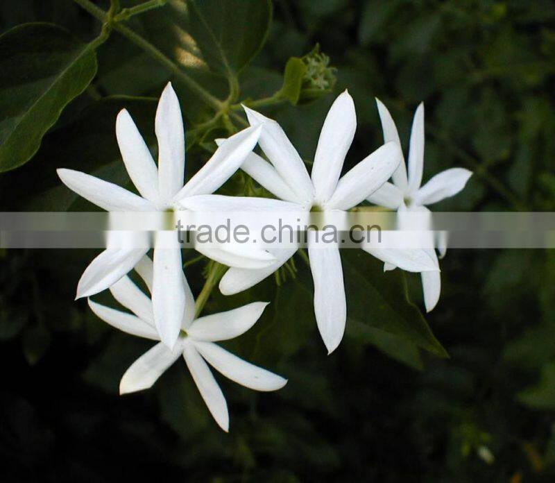 Jasmine Essential Oil 100% Natural |100% Pure Jasmine Oil | Ruh Chameli Oil