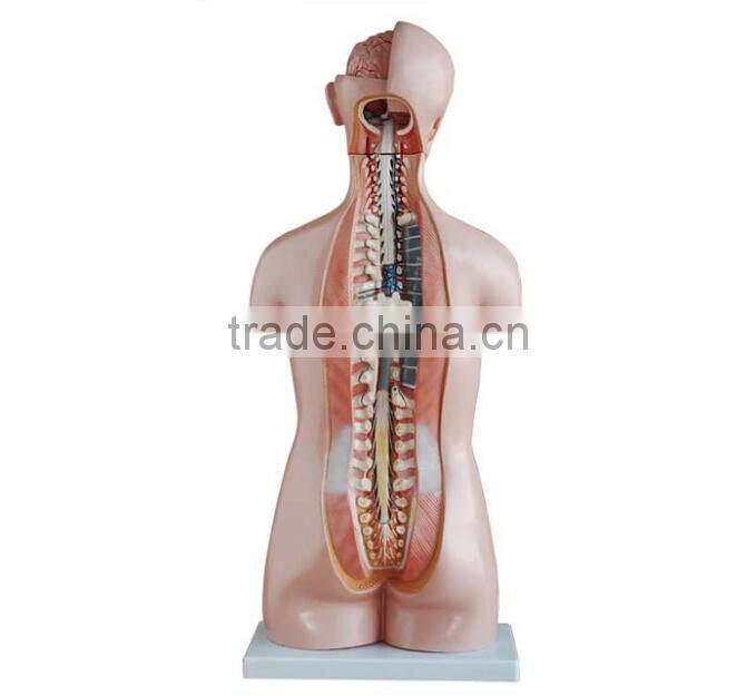 Dual Sex Torso model With open back 85cm 27parts