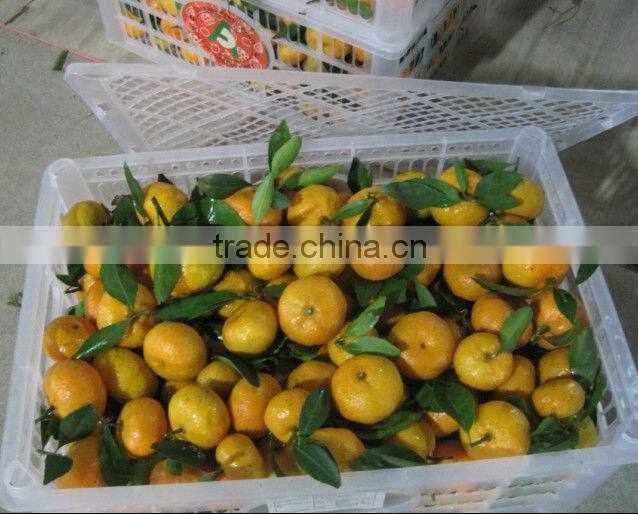 2012 shatang orange top quality without leaf