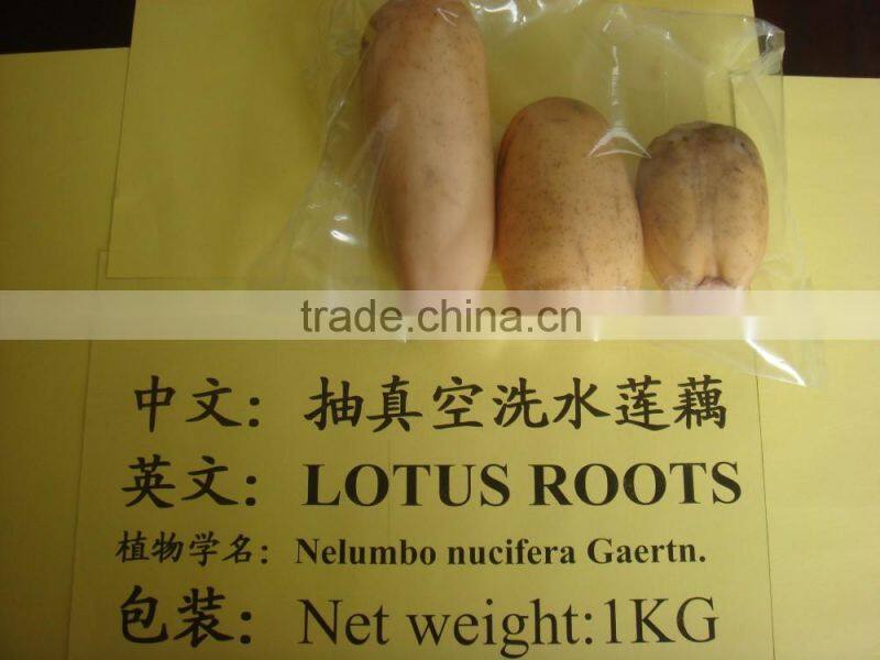 Fresh root of Lotus/ Lotus root whole or sliced