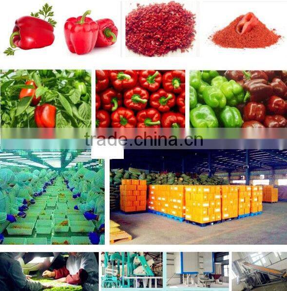 Dehtdrated vegetables chinese red bell pepper granules