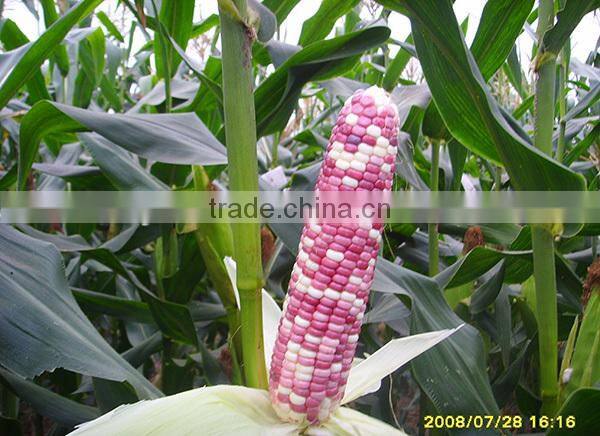 MCO03 Xin early maturity mix waxy corn seeds, hybrid corn seeds for planting