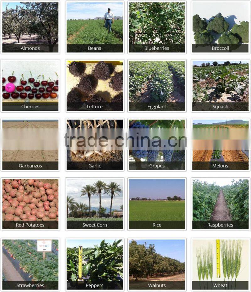 Widely Demanded Organic Fertilizer Available for Bulk Supply