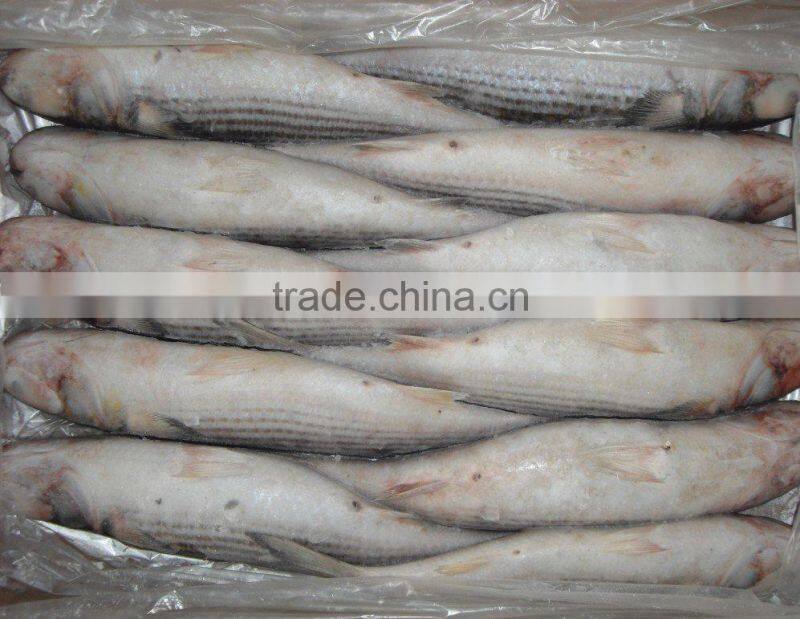 IQF frozen grey mullet whole round