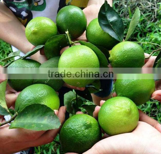 Fresh Lemon & Lime New Crop