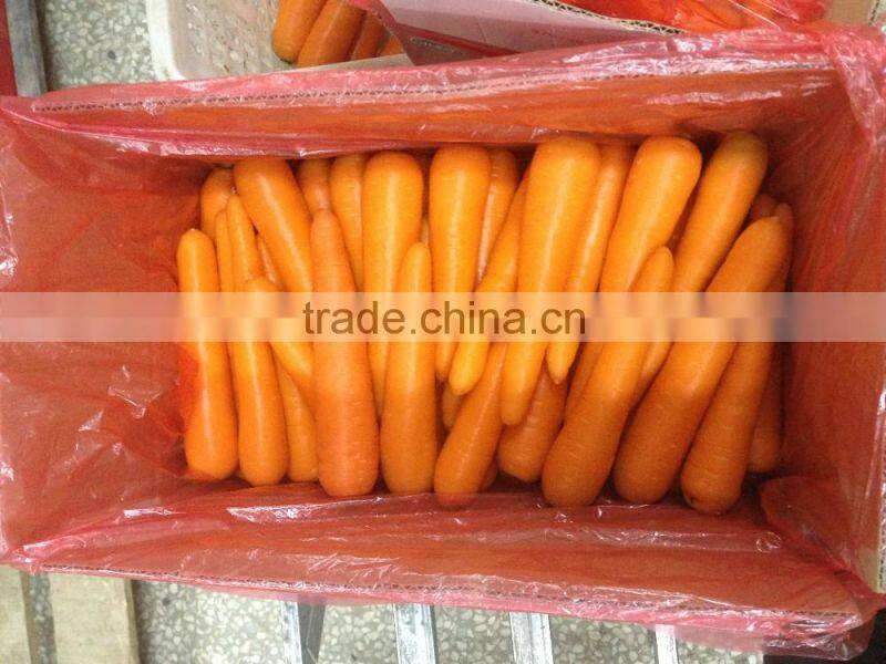 Export Standard Fresh Carrot