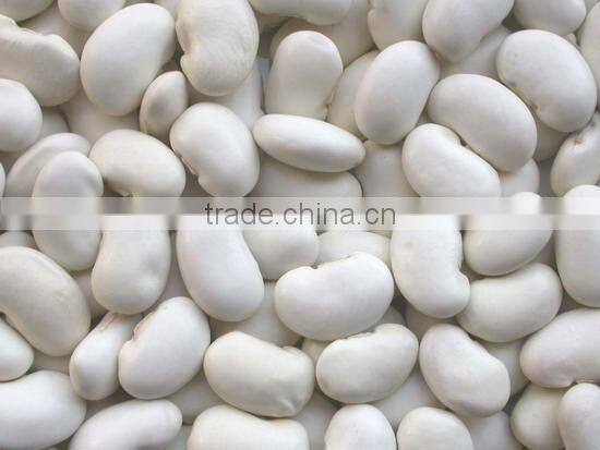 Multiflora bean extract 10:1 (CAS No:13401-40-6)