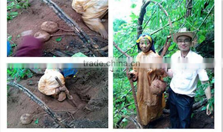 100% natural Black Pueraria Mirifica Extract|male sexual enhacement|herba Extract for Aphrodisiac