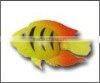 plastic fish