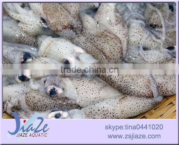zhoushan aquatic product frozen baby squid