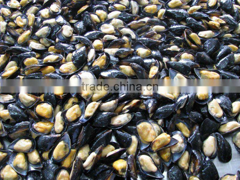 Mussel