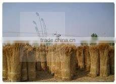 nice water reed for roof thatching
