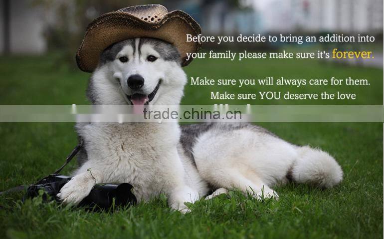 Best dog training dog collar