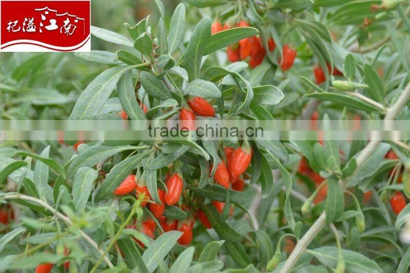 New Crop of Dried Goji Berries, Goji Fruits