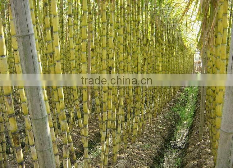 Factory direct sale 100% pure white cane sugar of uniform size