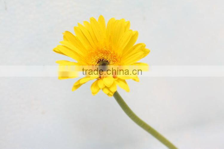 Export varieties types of fresh cut flowers of gebera flower