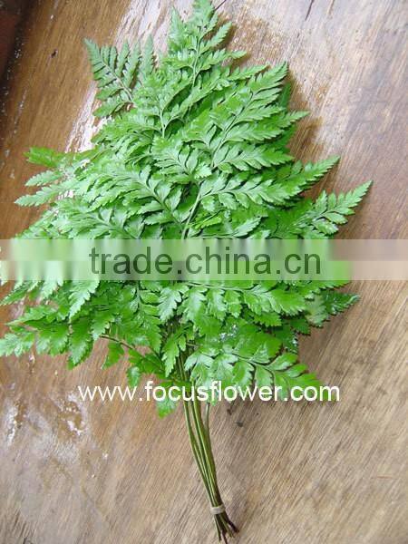 Fresh Cut Flower Buyer Fern Fresh Cut From Kunming Flower Exporter Fresh Cut Fern