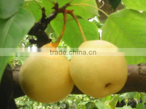fresh ya pear&new crop&the most lowest price