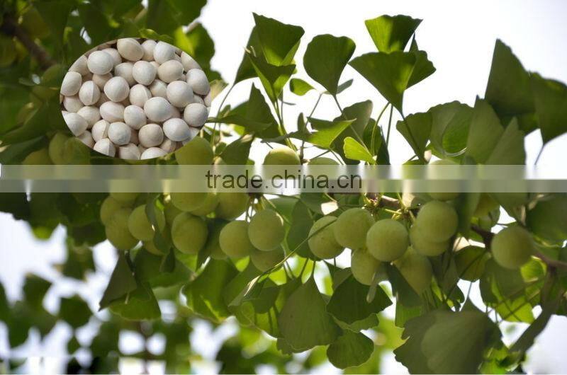 High Quality Ginkgo biloba seed for sowing